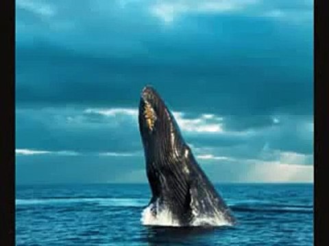 Maulana Tariq Jameel Waqia hazrat Suleman A S