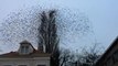 Amazing! Group of Birds Fly Simultaneously Away!