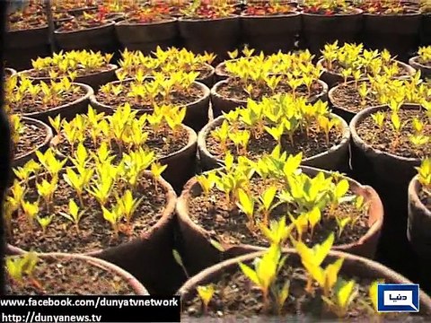 Dunya News - Flowers enhance beauty of city even after spring, nurseries responsible for taking care of plants