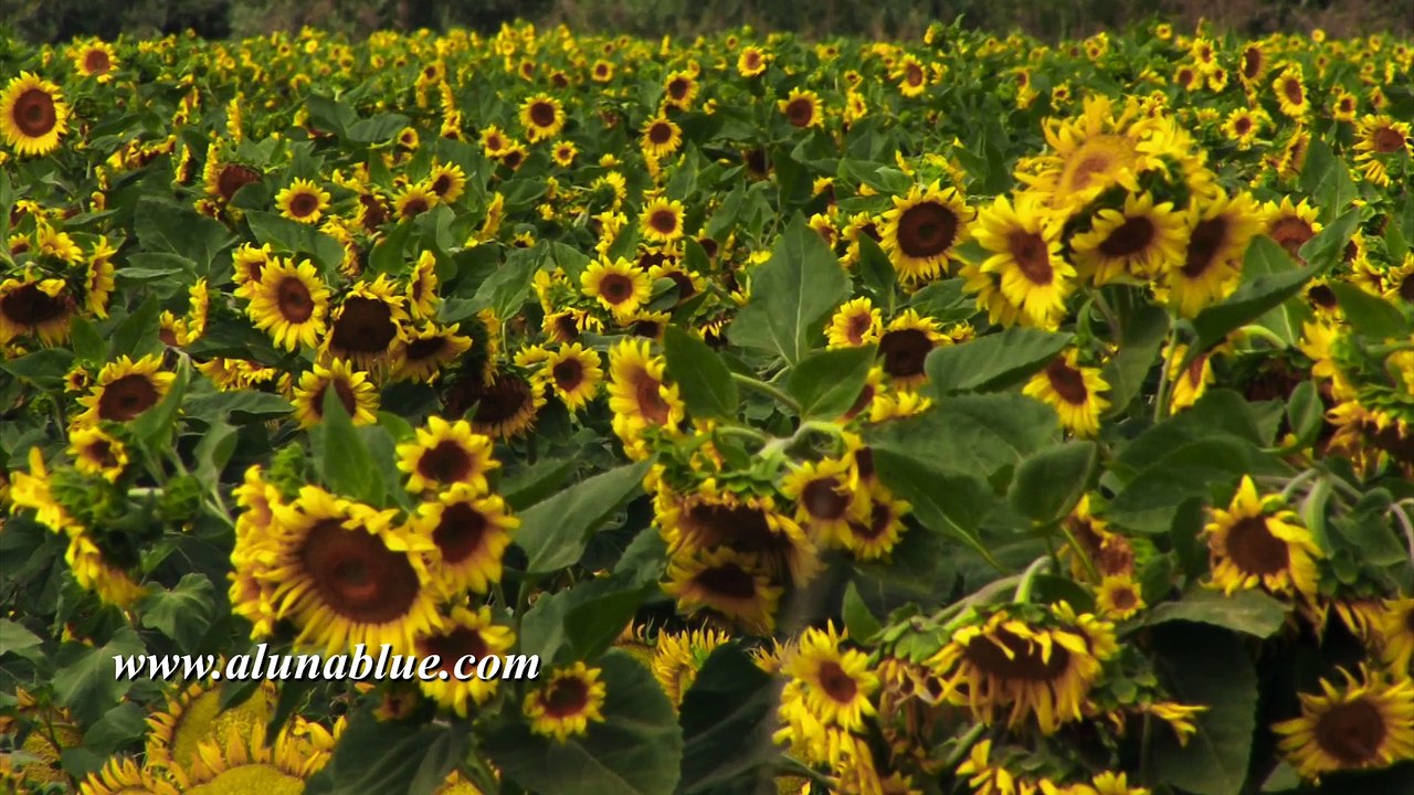 Free Stock Video 006 - Free Stock Footage - Free Video Clips