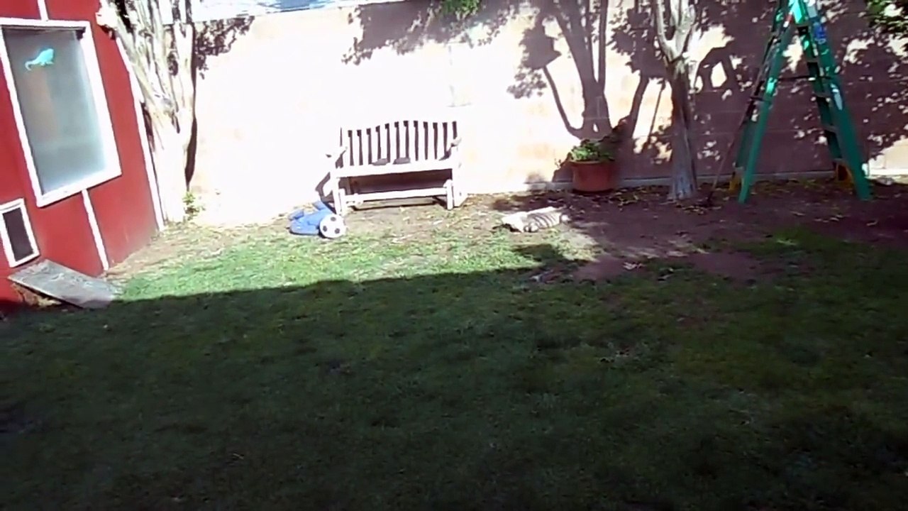 Lizard Greets Man Like A Dog