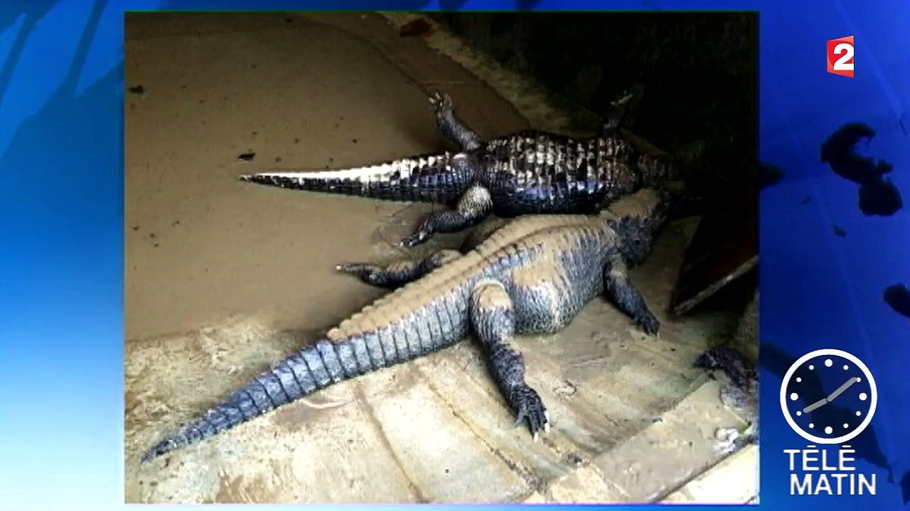 Intempéries : la réserve africaine de Sigean menace de déménager