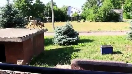 Dogs training methods - Dailymotion