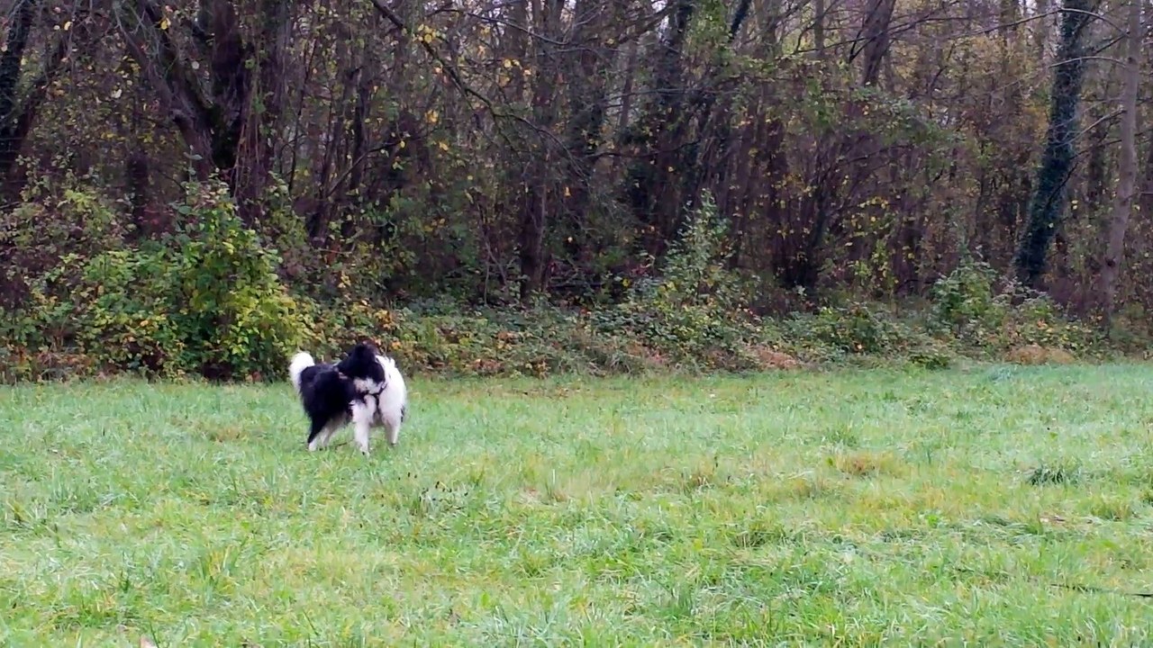 Lulu