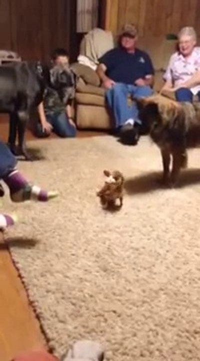 Un dogue allemand a peur d'un chihuahua