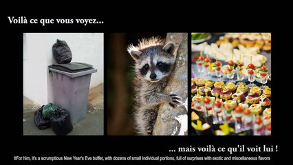 Comment les animaux voient le monde (Partie 1)