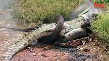 Caught On Camera- Snake Devours Crocodile After 5 Hour Battle
