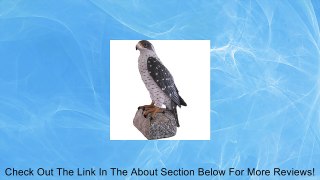 Peregrine Falcon Decoy with Motion-Activated Sound Effects, Model# FP-401 Review