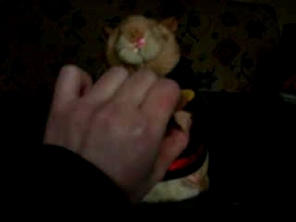 Marmotte Kung-Fu Fighting
