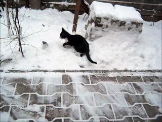 Psica mea mica ,face cunostinta cu zapada din 2 decembrie 2014