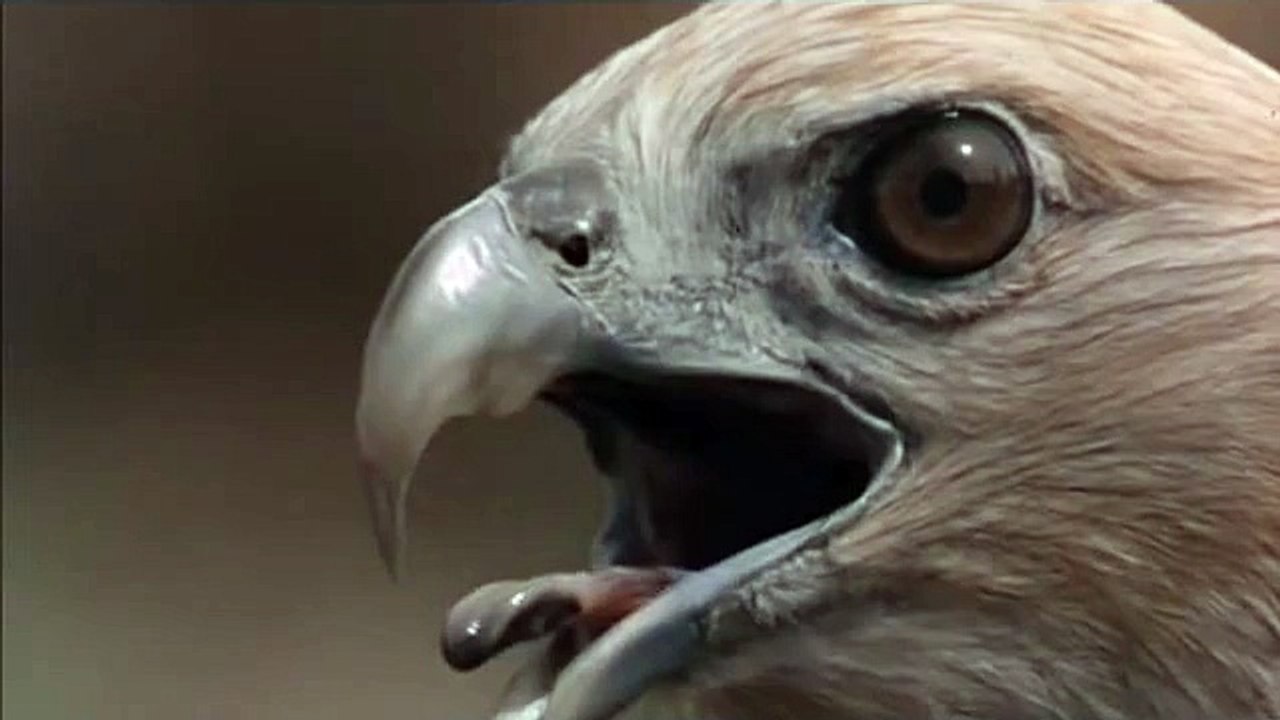 Van Damme - Kick boxer ( Final Fight )