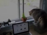 Funny Videos _ Funny Cats _ Funny Vines Videos _ Cool Cute Funny Videos