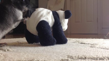 Black Velvet Chinchilla Meets Panda Bear