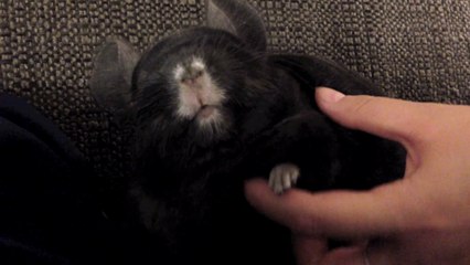 Cute Chinchilla Couch Massage