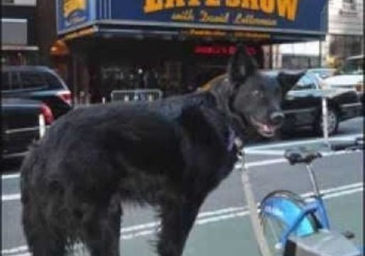 Lexi the Viral Star Visits New York