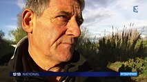 Inondations : l'heure est au constat pour les agriculteurs des Pyrénées-Orientales