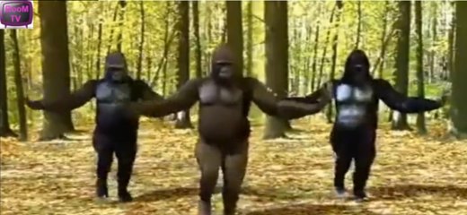 Hot Monkey Dance - Superb