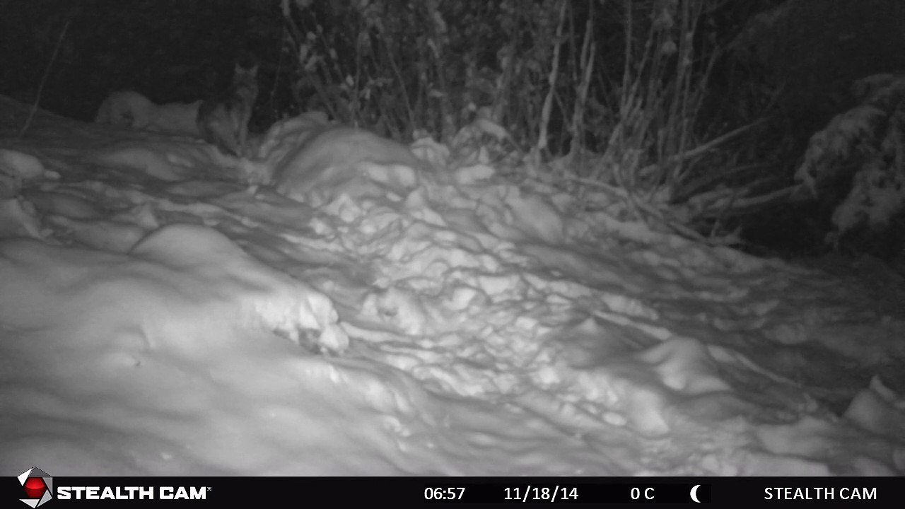Loups et premières neiges