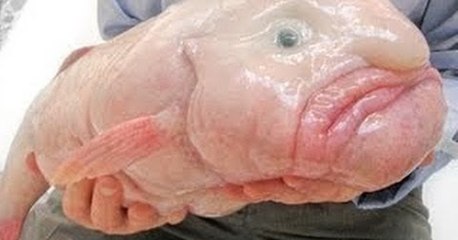 These Animals Are So Strange!