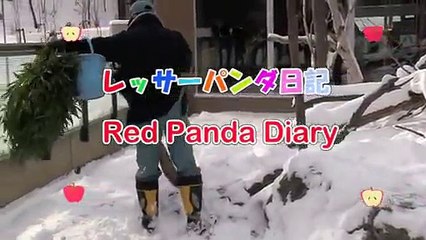 Un panda roux grimpe sur le gardien de Zoo et joue avec lui