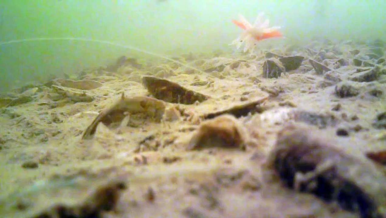 panique chez les gardons