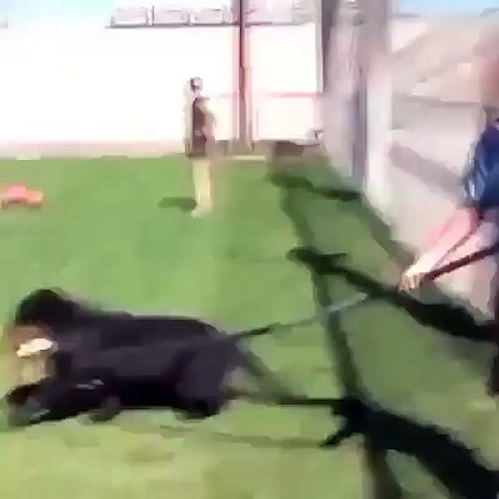 Jaguars are amazing!