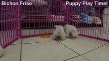 Bichon Frise, Puppies For Sale, In, Lubbock, Texas, TX, Waco, County, Garland, Irving