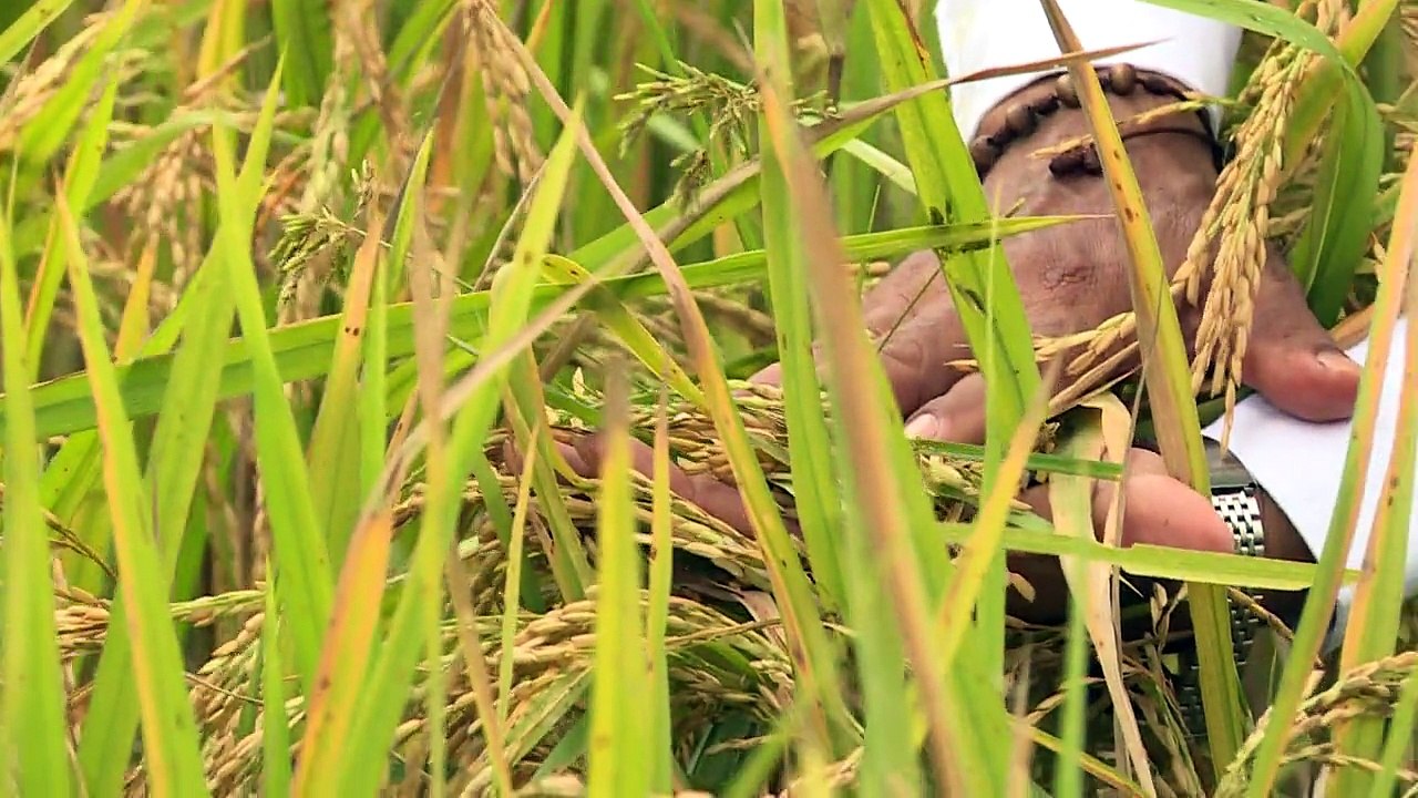 Kolumbiens Reisbauern leiden unter Klimawandel