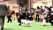 FCI 2013 Japan international dog show Male examination of Bichon frise