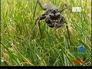 The Most Extreme (Season 5) 2nd December 2014 Video Watch Online Pt2