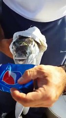 Funny but Dangerous Fish Eating Pepsi Can