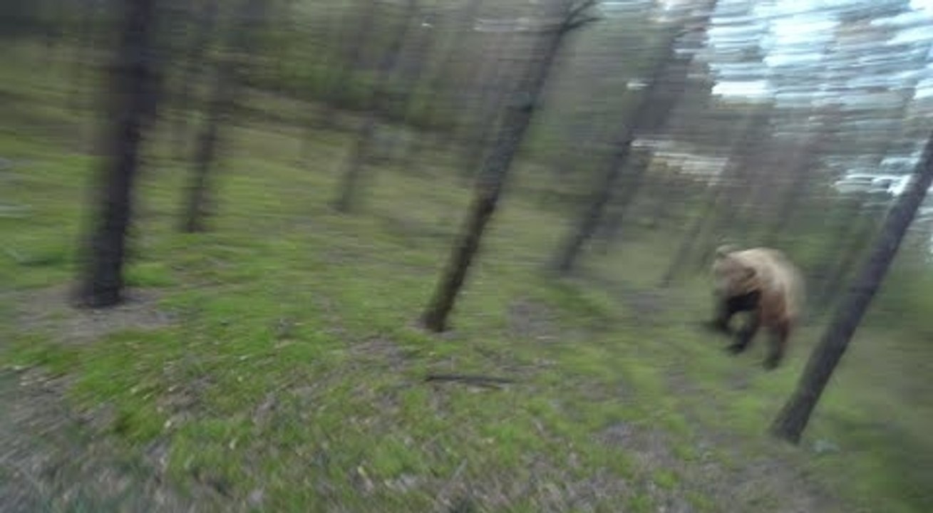 Un cycliste se fait courser par un ours en forêt