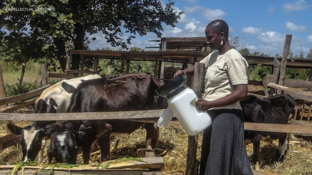 Meet the Innovative Milk Bucket Backed By Bill Gates