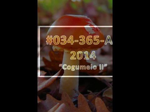 #0034-365-ac-2014-foto-cogumelo-2-v1