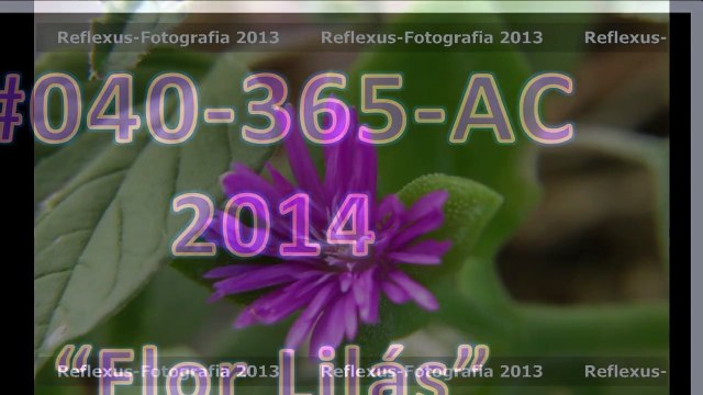 #0040-365-ac-2014-flor-lilas-v1