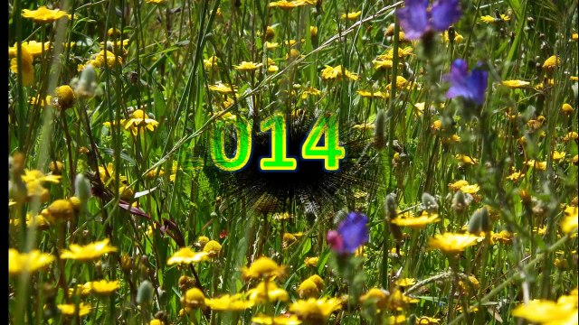 #048-365-ac-2014-primavera-em-flor-v1.0