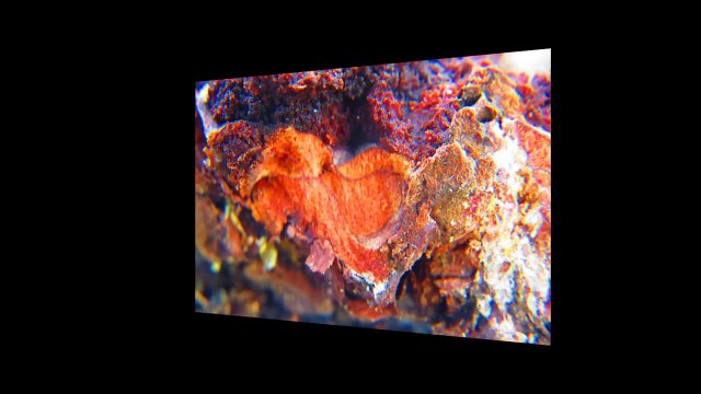 #049-365-ac-2014-a-pele-da-arvore-v1.0