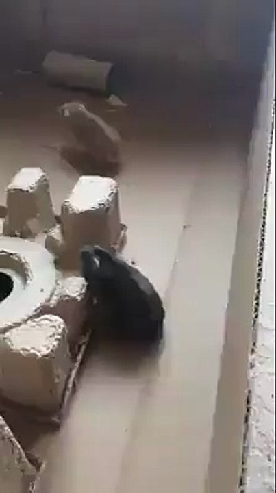 Hamster believes he can fly