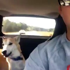 Screaming for no reason with my dog