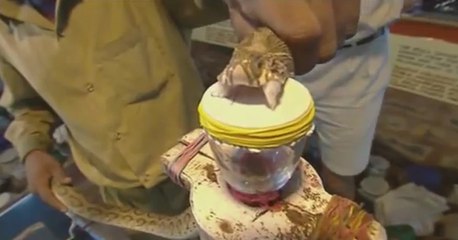 Snake Venom vs. Blood!