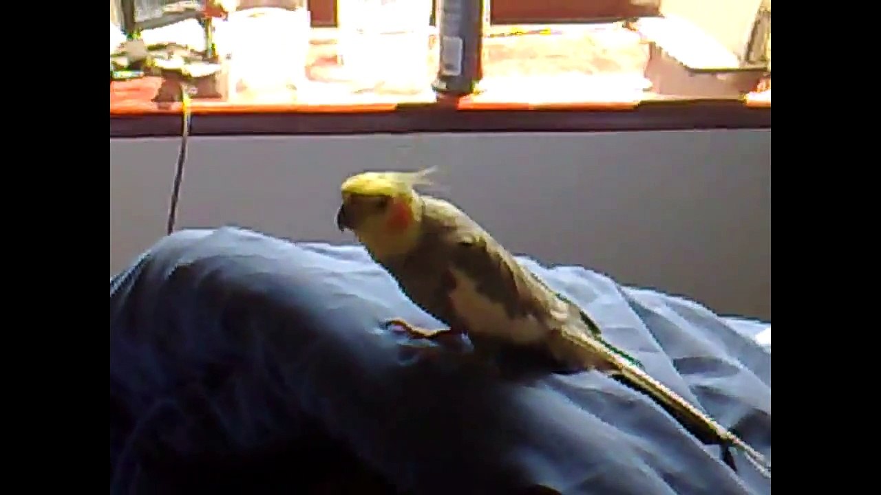 Komik Hayvanlar Mutlaka İzle