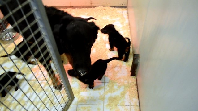 Chiots Beauceron et Patou à réserver à la Plaine d'Astrée 02122014