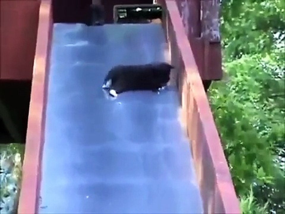 Komik Hayvanlar(süper komedi)