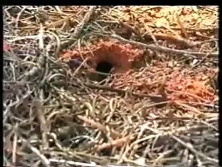 Bu bir arı değil bal gibi karınca