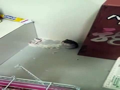 Hollywood yıldızlarına taş çıkartan fare