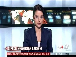 İp cambazlarına taş çıkartan köpek