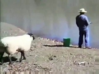 Kızgın koç adamı nehire fırlattı