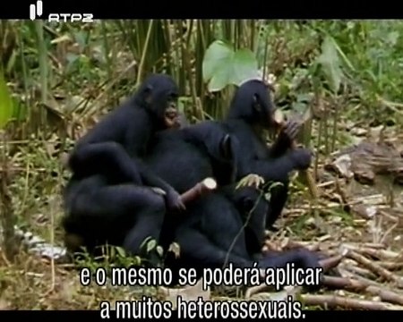 Animais Como Nós, Comportamento Homossexual - Out In Nature, Homosexual Behavious In The nimal Kingdom - RTP2
