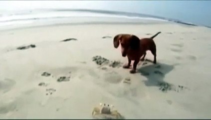 Köpeğin yengeçle oyunu