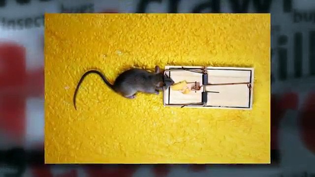 Pest Control Frisco TX | Call 214-919-0021